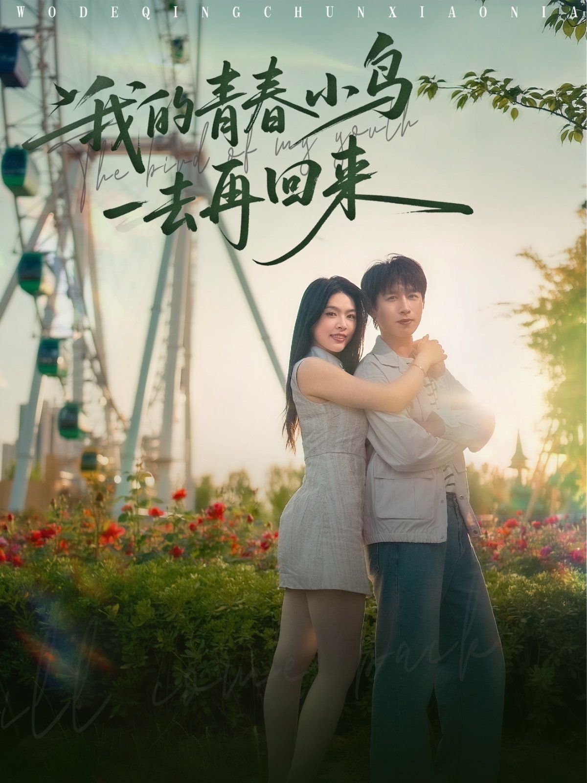 我的青春小鸟一去再回来